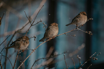sparrow on a branch