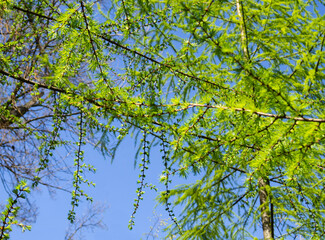 Green spring background. Spring trees. Larix Green young larch needles on branches.