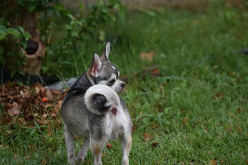 cão na relva