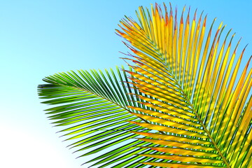 Sunny palm leaves. Palm leaves isolated on blue sky, southern Brazil.  