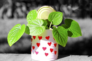 Recycled can with hearts. A colored recycled can decorated with red hearts with green fresh heart shape leaves on white and black.  