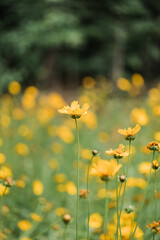 yellow flowers