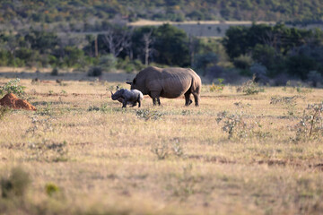 View of a female white rhino and its calf grazing on a sunny day in welgevonden game reserve, South Africa © Antwerp Lion/Wirestock