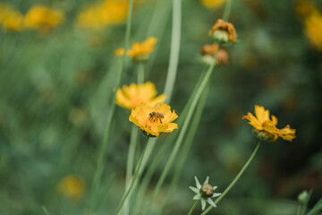 yellow flowers