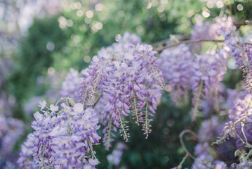 Wisteria