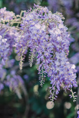 Wisteria