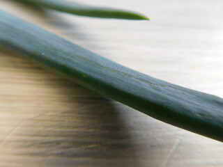 a pair of green onion leaves macro on a textured background  with copy space, scallions