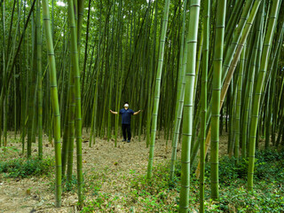 푸른 대나무숲에 서있는 사람 이미지(
An image of a person standing in a green bamboo forest)