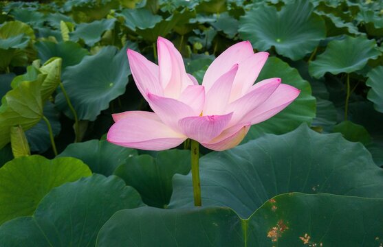 배경으로 좋은 연꽃 이미지(lotus image good as background)