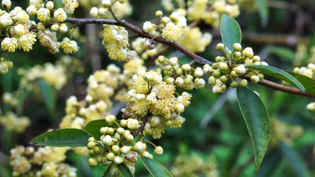 Litsea cubeba Pers. Plant that occurs on mountains.