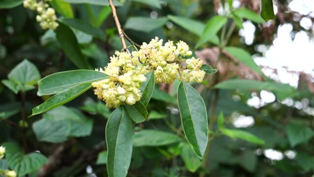 Litsea cubeba Pers. Plant that occurs on mountains.
