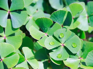 Water drops on four leaf clover. 4-leaf clover background with water drops    