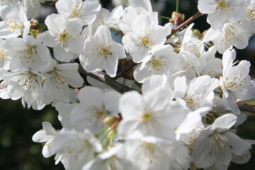 Obraz premium Sakura