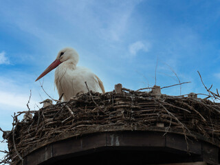  Young, White Stork, Ciconia ciconia, sitting in nest against blue cloudy sky