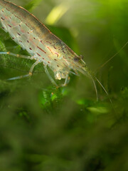 Yamato shrimp on java moss 