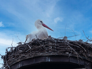  Young, White Stork, Ciconia ciconia, sitting in nest against blue cloudy sky