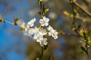 Weiße Apfel Blüte am Baum, mit unscharfem Hintergrund