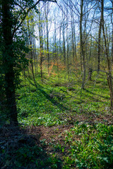 Bärlauch Pflanzen wachsen auf dem Waldboden