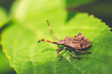 Macro image in soft focus and light filter of isolated specimen of Brown marmorated stink bug (Halyomorpha halys) on green leaf. Natural background. 