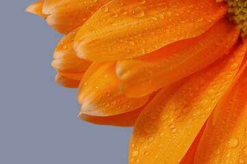 Close up shot of Gerber Daisy flower with water droplets