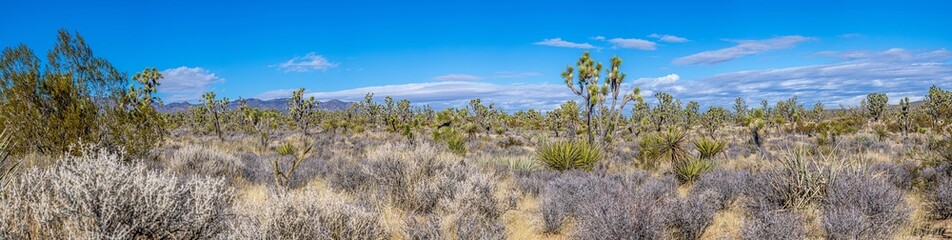 Fototapeta na wymiar Panoramic image over Southern California desert with cactus trees during daytime