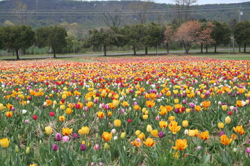 field of tulips in spring