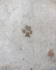 Close up of dog prints on a sidewalk.