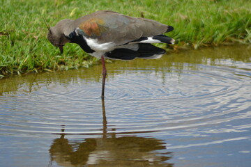 southern lapwing looking his reflex on water