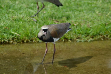 Naklejka premium southern lapwing fishing
