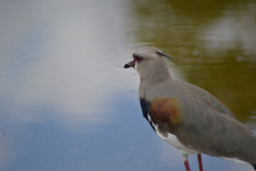 southern lapwing close up
