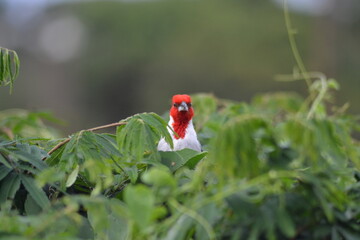brazilian cardinal red head