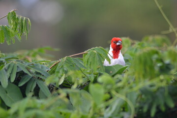 brazilian cardinal