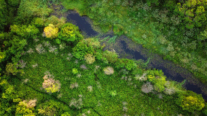 Beautiful rainforest in the Atlantic Forest in Rio Vermelho state park with tall pines and morning sun lighting. Drone view, top view
