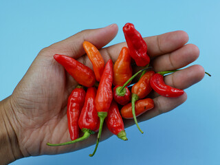 hand holding a lot of red chilies on a blue background
