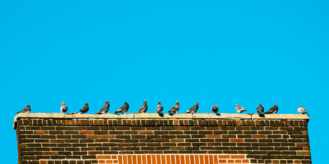 Birds sit inline on a roof with blue sky