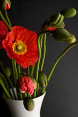 red poppy flower in a vase