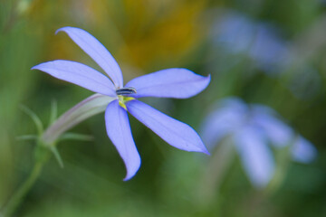 Fototapeta na wymiar close up of a blue flower