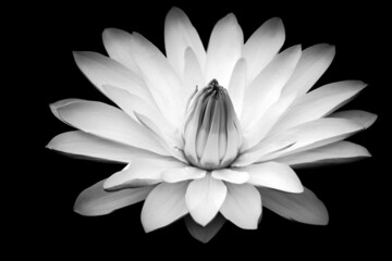 white lotus on black