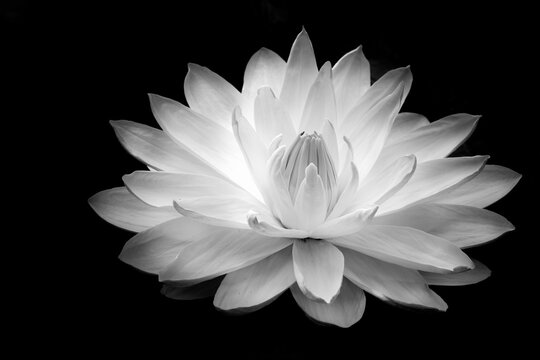 Fototapeta white flower on black background