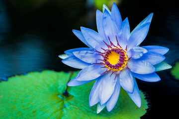 blue water lily