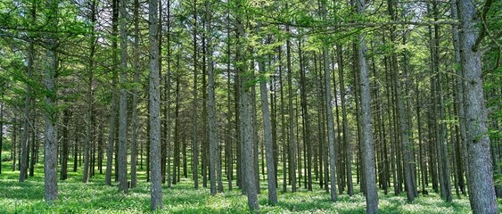 Fototapeta na wymiar 八島ヶ原湿原で見た静寂に包まれた針葉樹林の情景＠長野