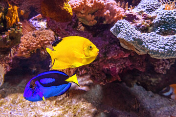 Fototapeta na wymiar Woodhead's Angelfish and Blue Tang surgeonfish of coral reef of Indo-Pacific ocean. Centropyge woodheadi and Paracanthurus hepatus species living in Pacific, Atlantic and Indian Oceans.