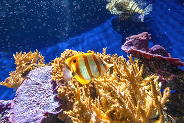 Copperband butterflyfish or beaked coral fish in the coral reef. Chelmon rostratus species of...