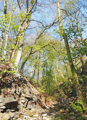 young trees with budding spring leaves growing next to a small stream running though rocks in nutclough woods near hebden bridge