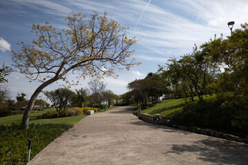 Parque con camino entre arboles y cielo azul en primavera