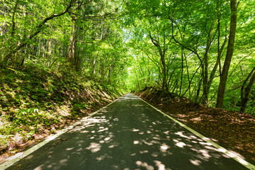新緑の木立に囲まれた緑のトンネル木漏れ日の道