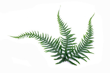 Fern leaves isolated on white background. Tropical fern leaf