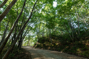 Obraz premium 新緑の木立に囲まれた緑のトンネル木漏れ日の林道