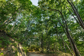 Fototapeta na wymiar 新緑の木立に囲まれた緑のトンネル木漏れ日の林道