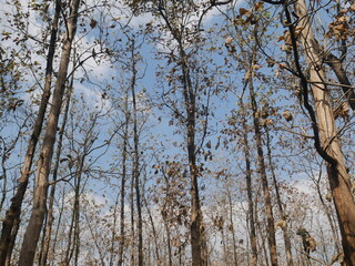 Fototapeta premium trees in the forest